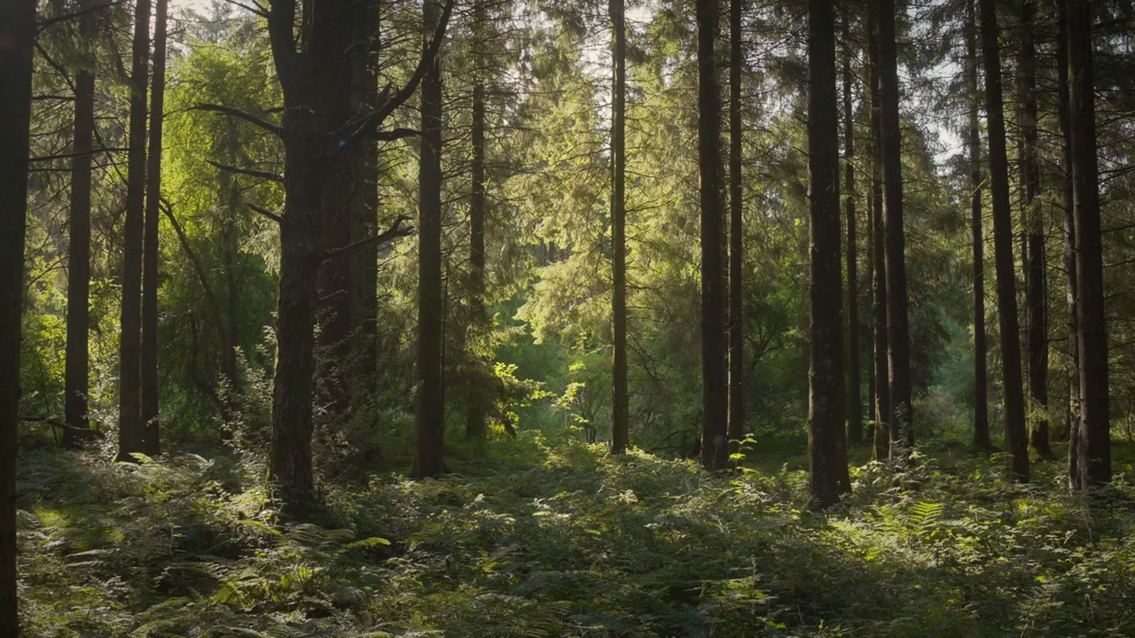 Alberi retroilluminati si ergono con un denso tappeto di felci all'alba 4K. Alti abeti si innalzano sopra un folto tappeto di felci mentre il sole basso dell'alba filtra dallo sfondo