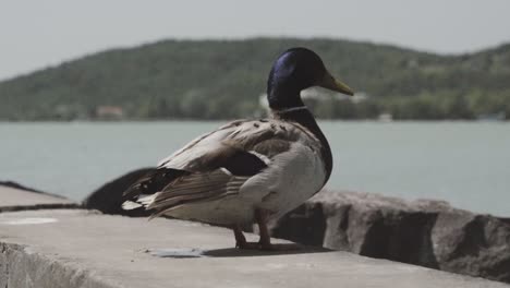 a male duck resting on a beach with lower perspective view in lake balaton