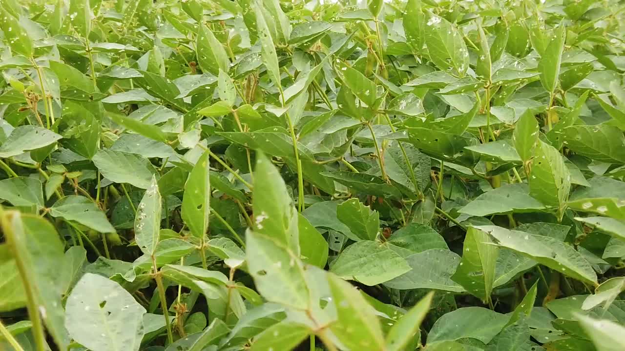 Close up of soybean crop blowing in the wind in North Dakota. Leaves being eaten. Daytime,  summertime, bright