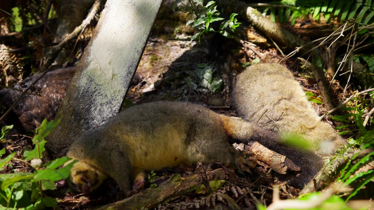 Opossum morti sotto la stazione di esca