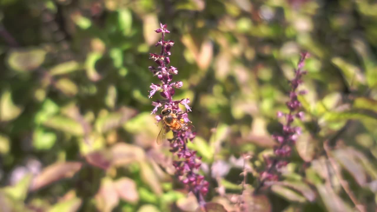 Primo piano medio di un'ape appollaiata su uno stelo verticale di un fiore viola, con le ali visibili, circondata da un fogliame verde e dorato leggermente sfocato alla luce naturale del sole