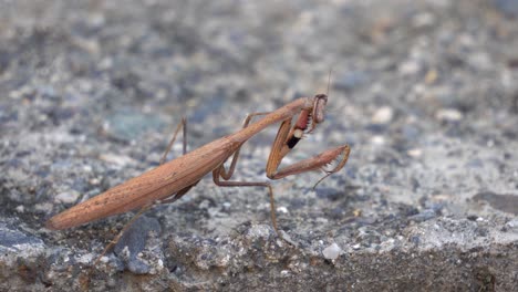 brown praying mantis look around and clean tips of his legs with mouth standing on the rock