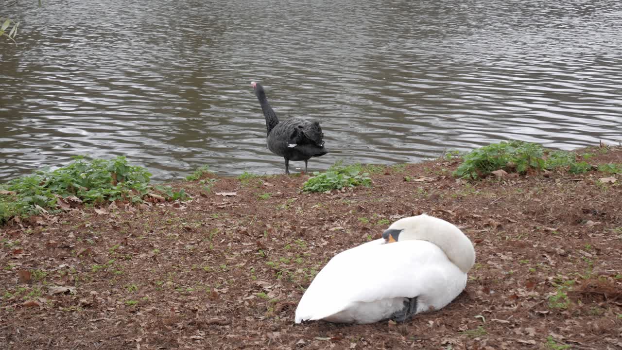 Black and white swans resting and grazing by a calm lakeside in a serene park setting