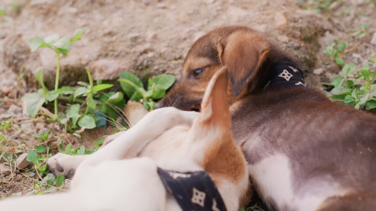 Playful brown white pups nuzzling together, black collar visible, gentle mouthing and teeth interaction, closeup on muzzles and paws, earthy ground and warm daylight, lively affectionate scene