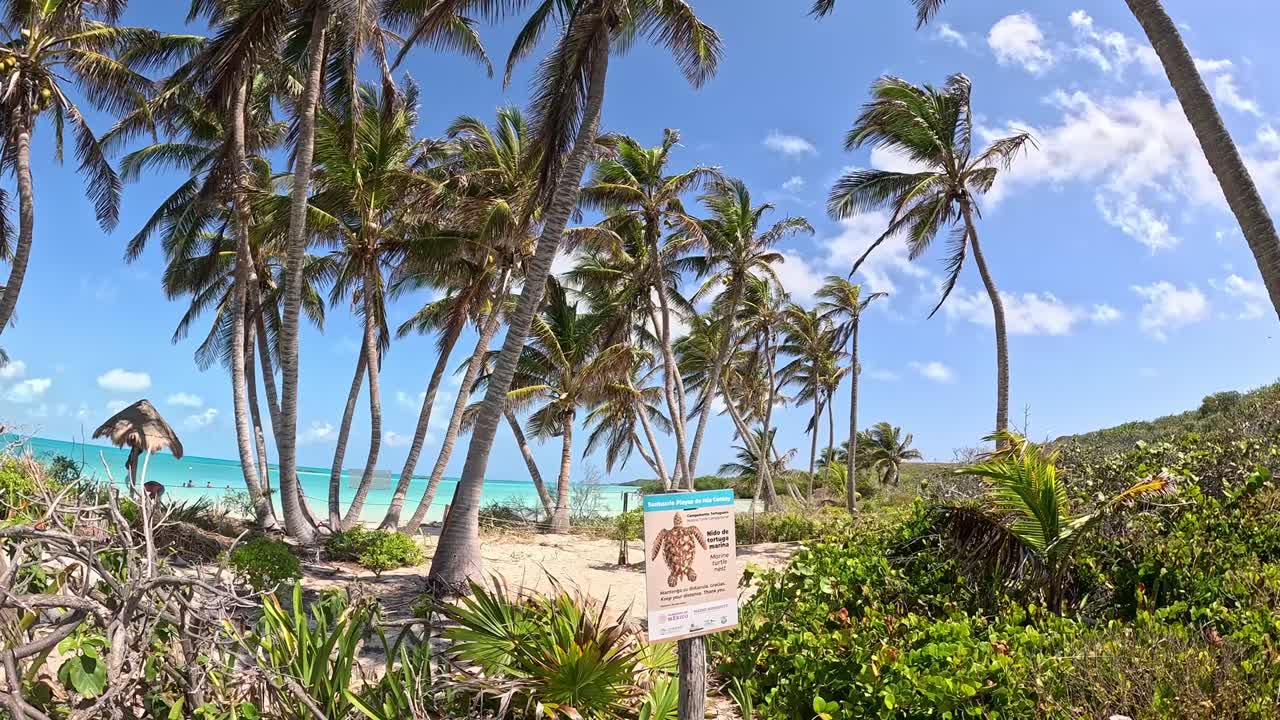 large tall palm trees at the beach of Isla Contoy, Quintana Roo, Mexico