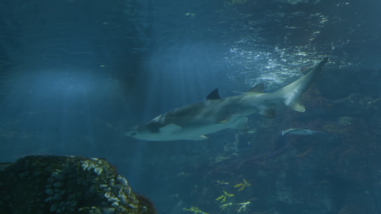 Shark in Aquarium