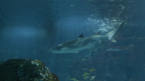shark in aquarium
