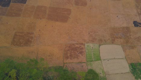 águilas-Volando-Sobre-Campos-De-Arroz-Amarillo-Y-Negro-En-Busca-De-Comida-En-Bangladesh