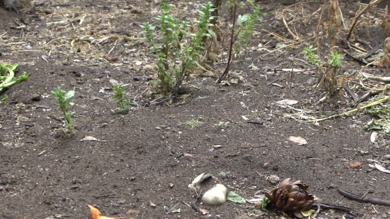 자연 개방 농장 야생 동물 여성 손 뒤뜰 닭과 암탉 먹이