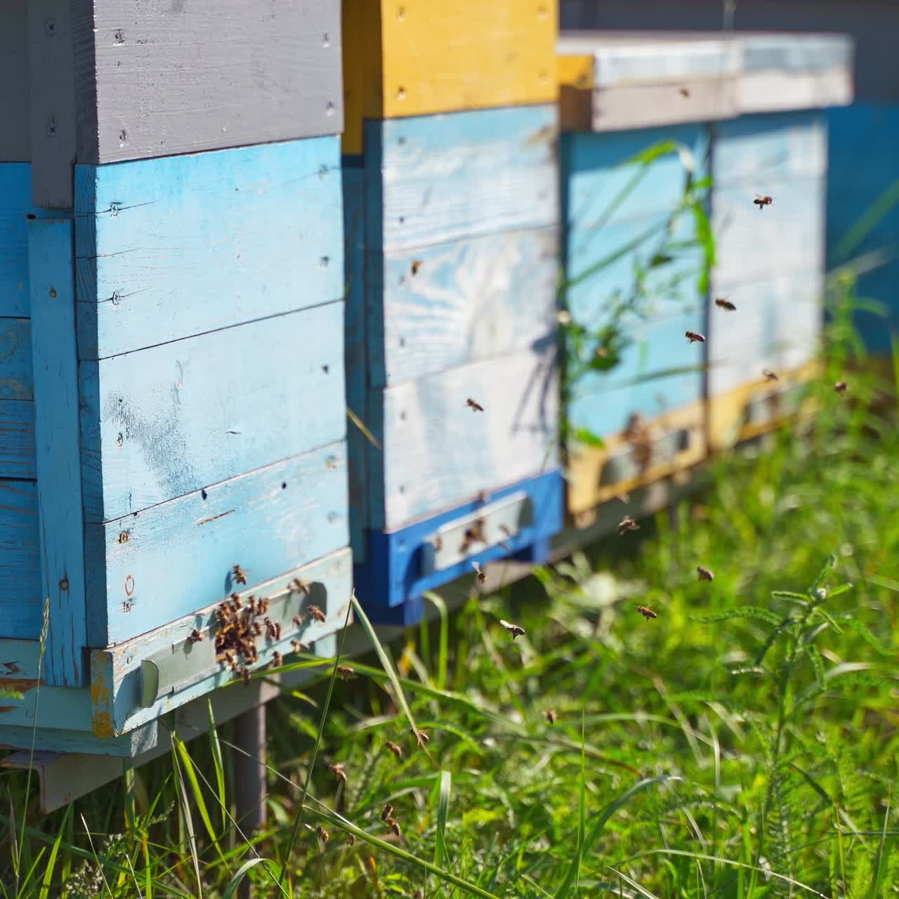 Row of beehives on green grass. Busy bees flying into the wooden hive. Insects near garden bee house. Apiculture concept.