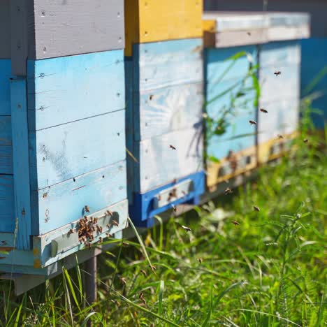 row of beehives on green grass. busy bees flying into the wooden hive. insects near garden bee house. apiculture concept.