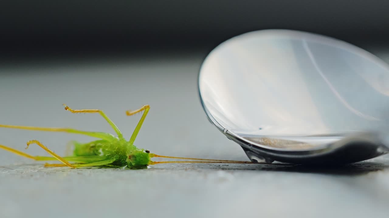 Dramatic close up insect death scene conveys overdose danger with shaking camera