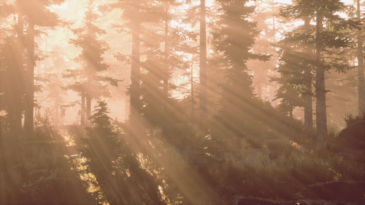 cuento de hadas espeluznante bosque en un día de niebla