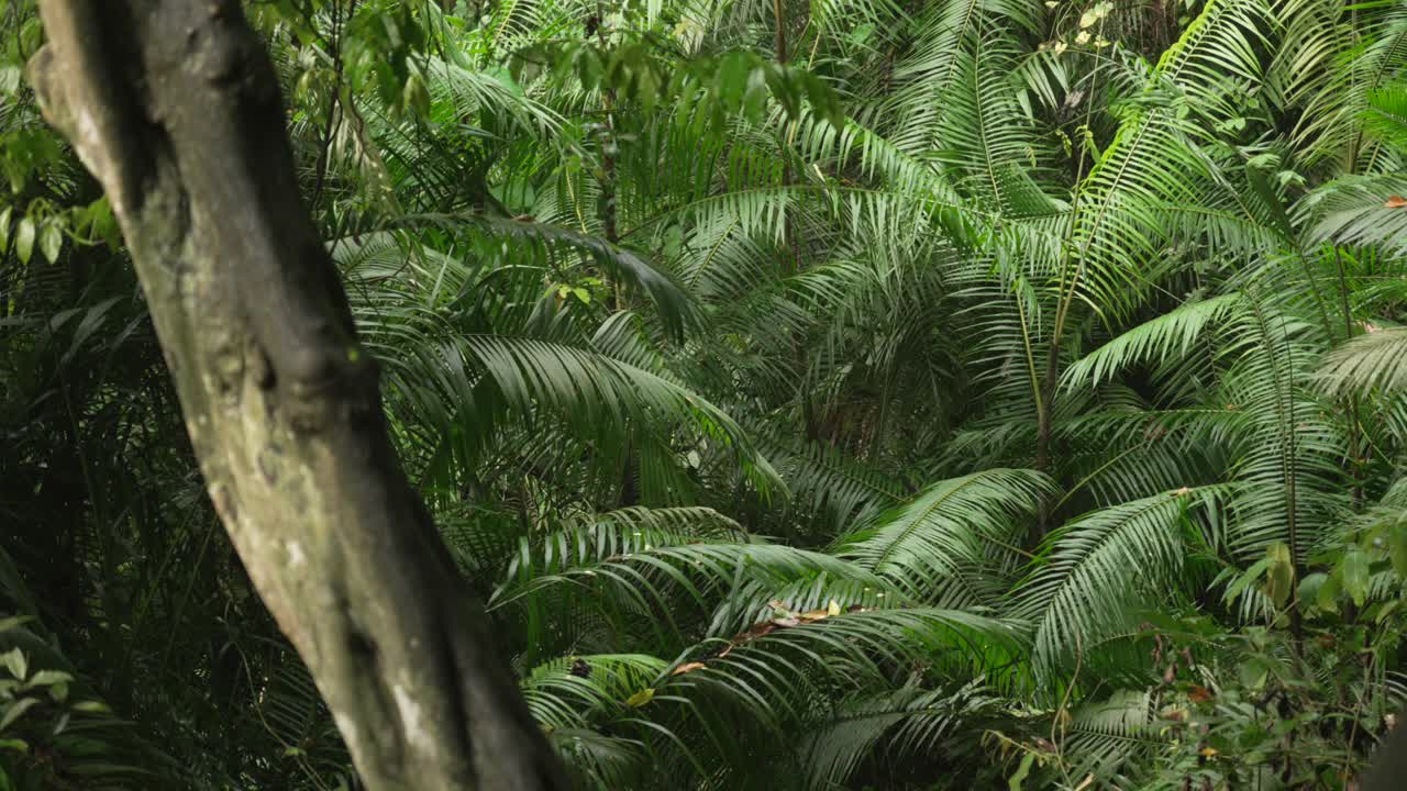 Above rainforest plants dense Monkey forest leaves Bali Ubud Indonesia