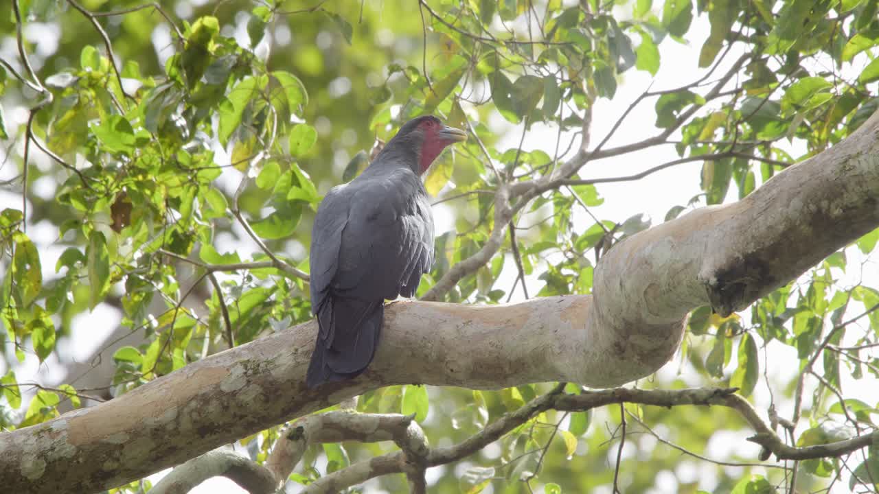 caracara de garganta roja se posa en un árbol, llama, reserva nacional tambopata