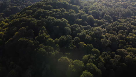 an aerial view of vibrant green deciduous forest nestled in the gently rolling hills of the british countryside.