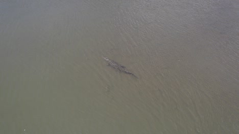 aerial view of saltwater crocodile swimming in the water under the sun in north queensland, australia