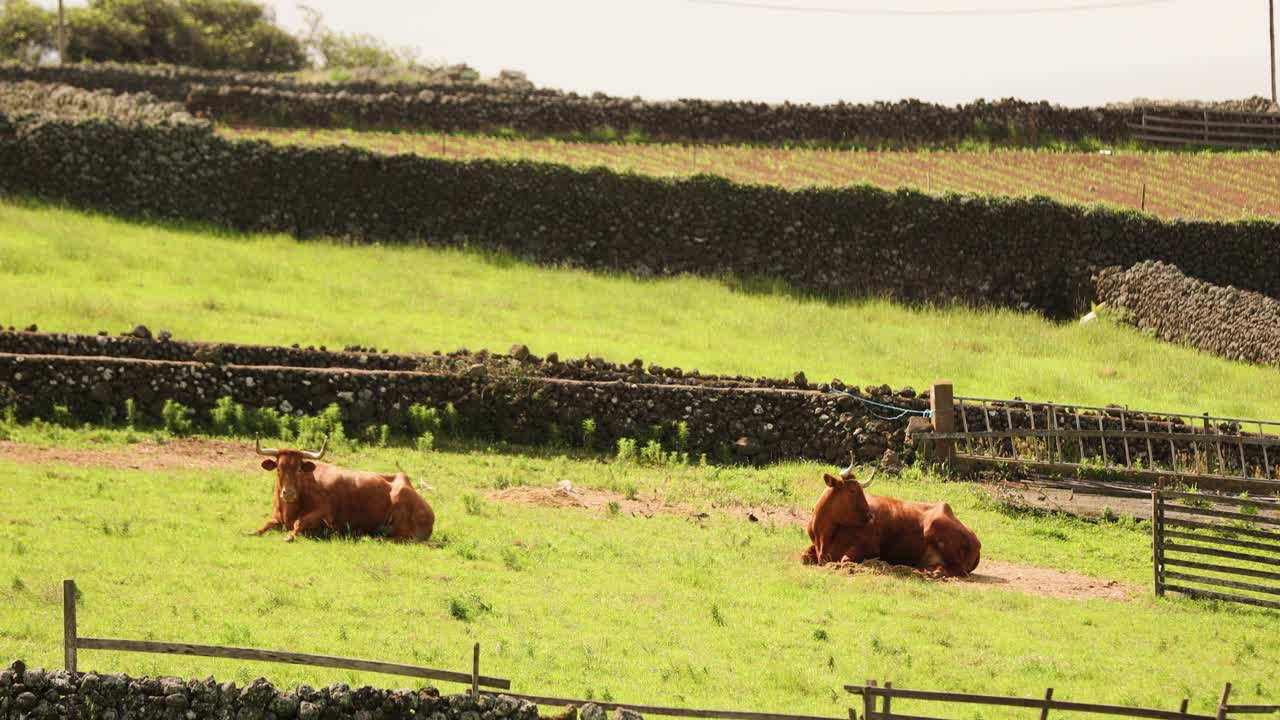 un par de toros disfrutando del sol en una granja en la isla terceira
