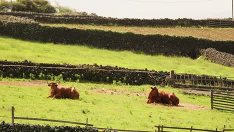 Paar-Bullen-Genießen-Die-Sonne-In-Einem-Bauernhof-Auf-Der-Insel-Terceira
