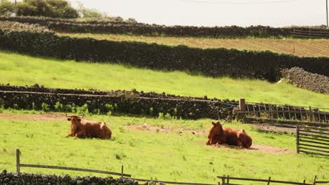 couple of bulls enjoying the sun in a farm on terceira island