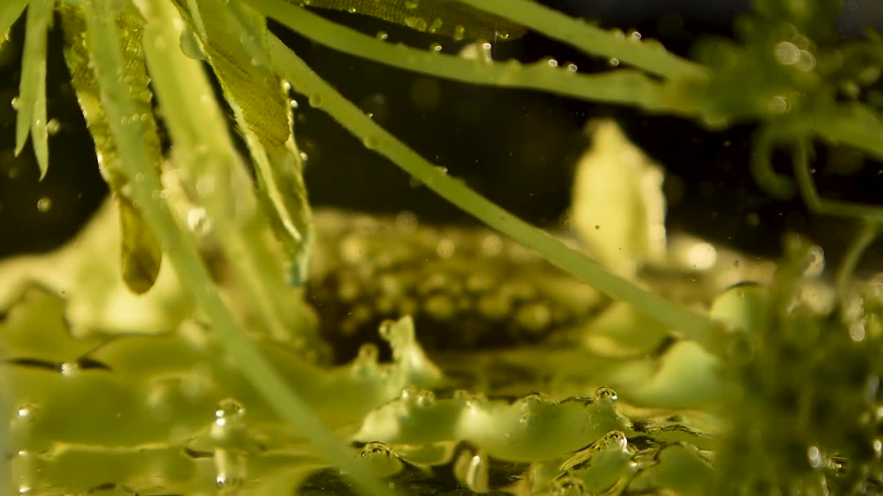 60fps의 투명한 거품과 잔해물 움직임이 있는 외계 식물