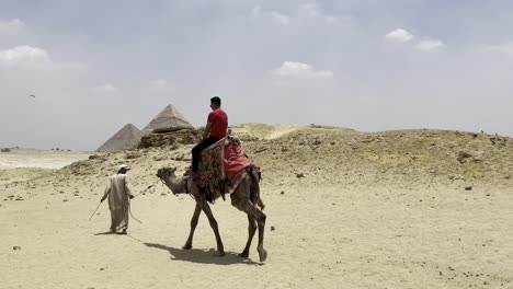 tourists are moving around egyptian pyramids on camels