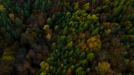 treetops texture with dense foliage of witomino forest in gdynia, poland, aerial shot