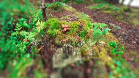 mushrooms, moss, lichen, and ferns grow on a decaying tree stump in the norwegian forest