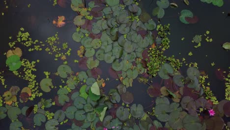 lirios de agua, hojas de loto flotando en la superficie del río, revelación aérea