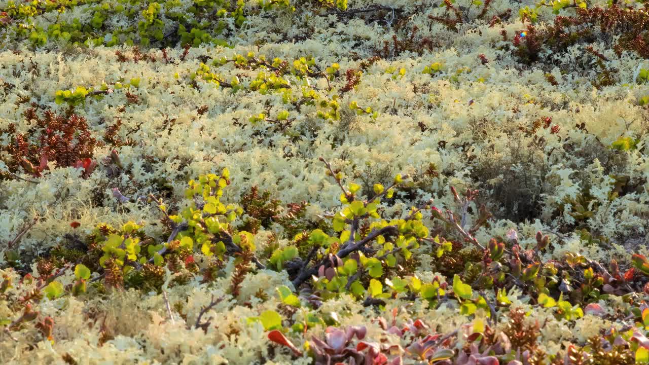 cladonia rangiferina, también conocida como liquen de copa de renos.