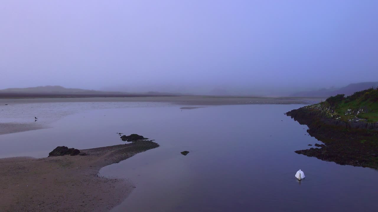 Ireland Epic Locations and landscapes swan in lagoon West Cork dawn on a winter morning at Barlycove tranquil landscapes