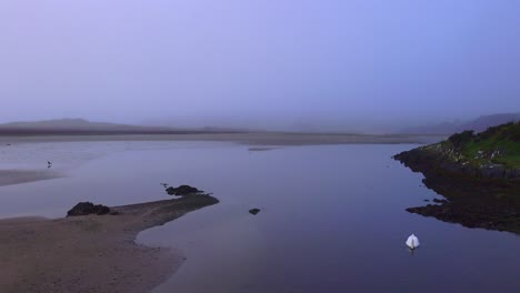 ireland epic locations and landscapes swan in lagoon west cork dawn on a winter morning at barlycove tranquil landscapes