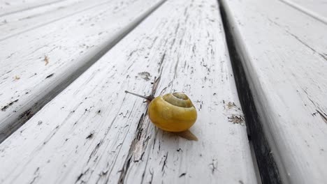 white lipped snail cepaea hortensis crawling rustique wooden table