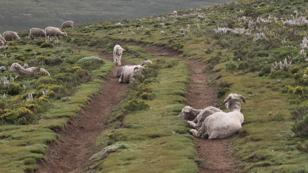 el rebaño de ovejas descansa en las anchas vías de la carretera del tractor a través de la pradera verde montañosa