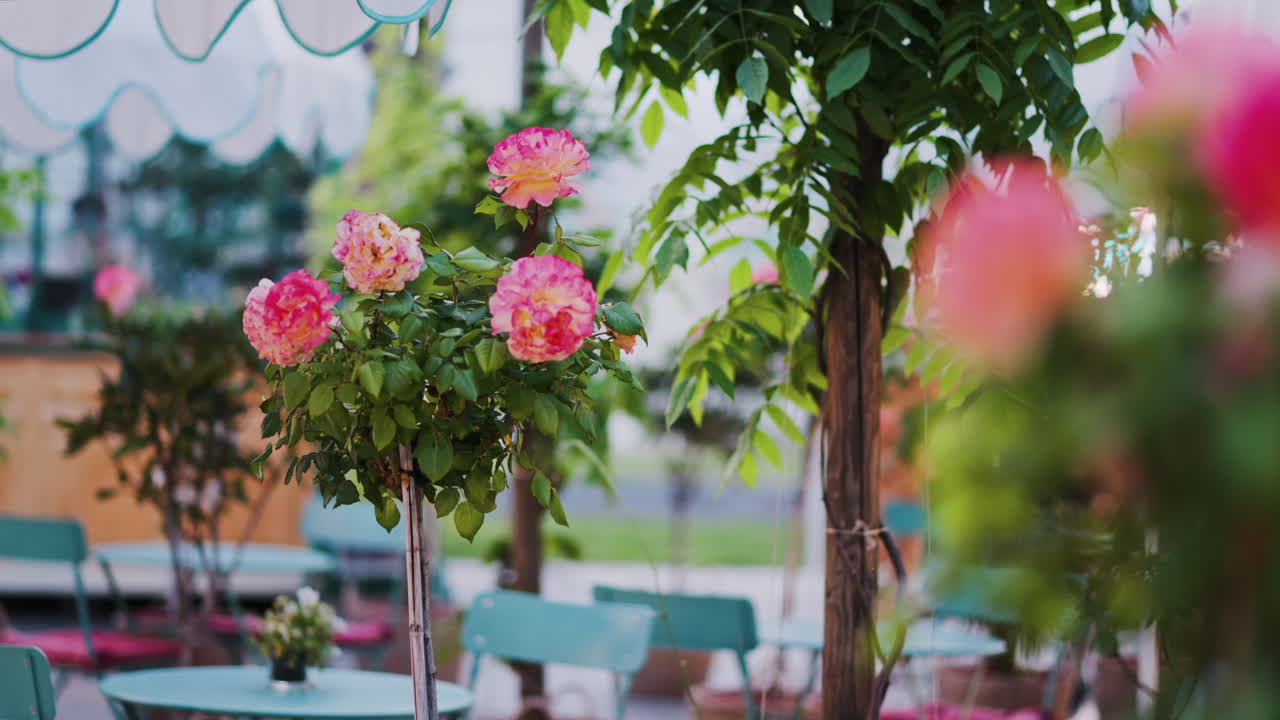 Pink climbing roses in pots at an outside cafe with mint green tables and chairs