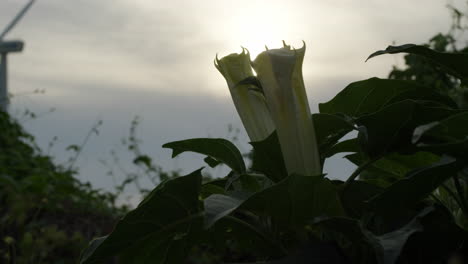 un primer plano de la planta de flores de datura al amanecer.