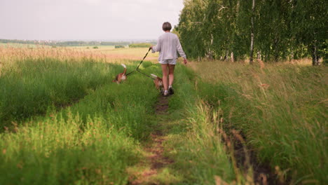 middle-aged woman in casual grey and white walking two beagles on leash through grassy path, surrounded by lush green fields and trees, holding leash with left hand