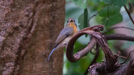 Die-Kamera-Zoomt-Heraus,-Während-Dieser-Vogel-An-Einem-Windigen-Tag-Im-Wald-Nach-Rechts-Und-Dann-Zur-Kamera-Blickt,-Indochinesischer-Blauschnäpper-Cyornis-Sumatrensis,-Weiblich,-Thailand