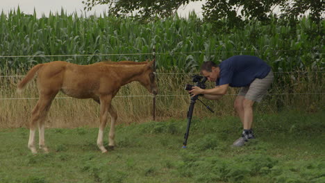 behind the scenes of a young colt being filmed by a videographer in a field