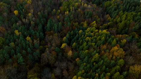 Drohne-Fliegt-Im-Spätherbstabend-Langsam-über-Den-Farbenfrohen-Witomino-wald