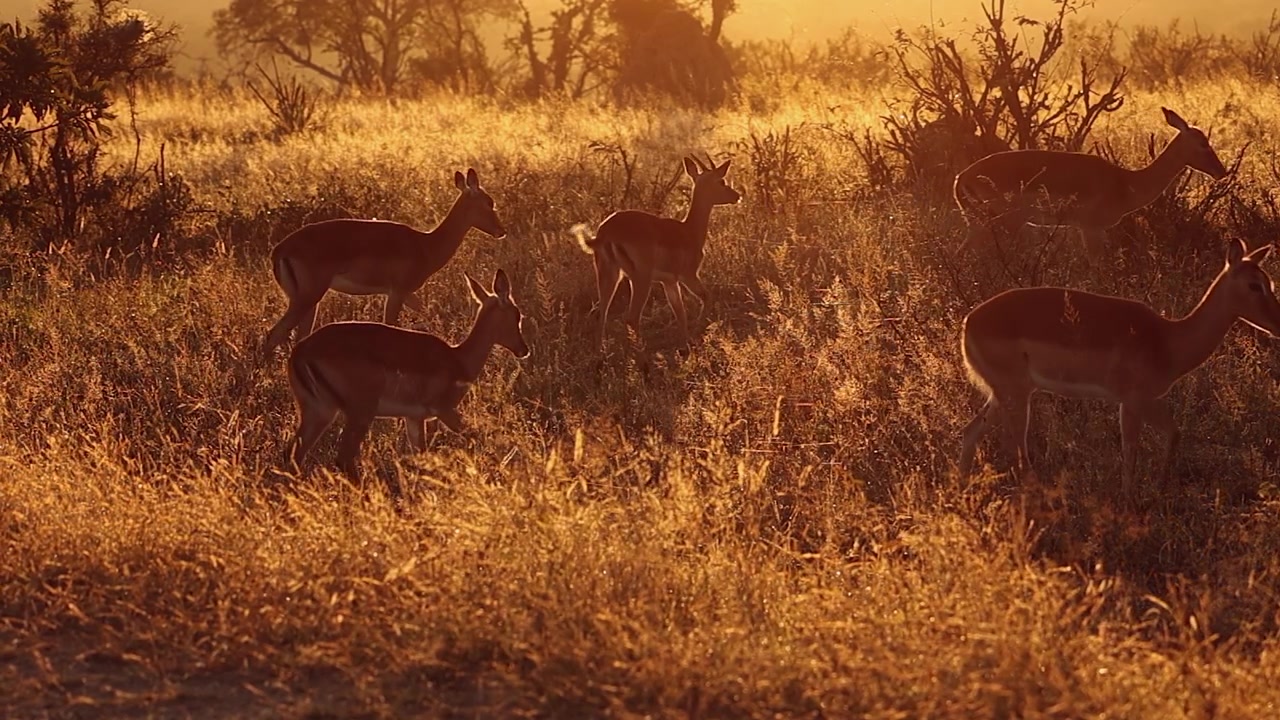 Herd of impala antelope stroll through golden hour savanna at dawn