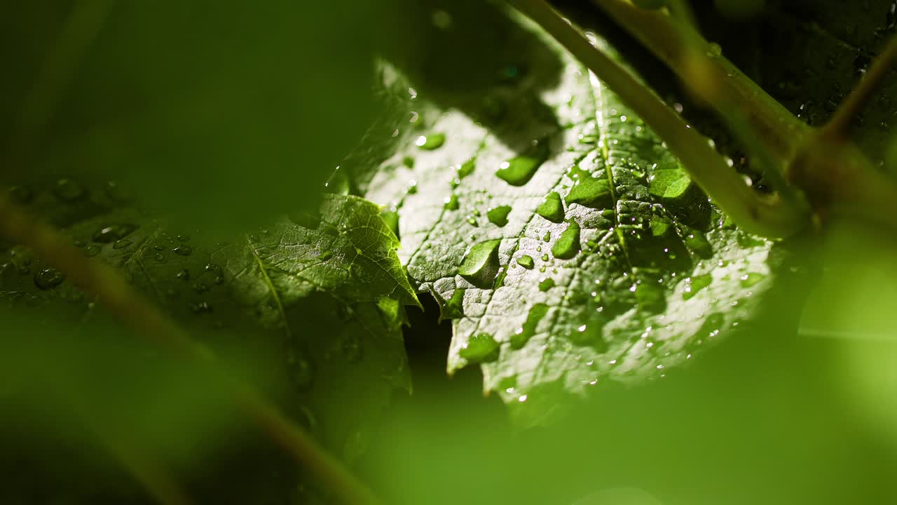 gotas de agua en la superficie de la hoja
