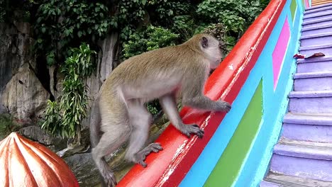 monkey climbing on the rails