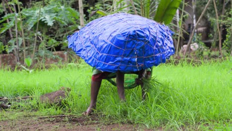 Mujer-Recogiendo-Pasto-De-Trigo,-Enmarcando-Una-Foto-De-Primer-Plano