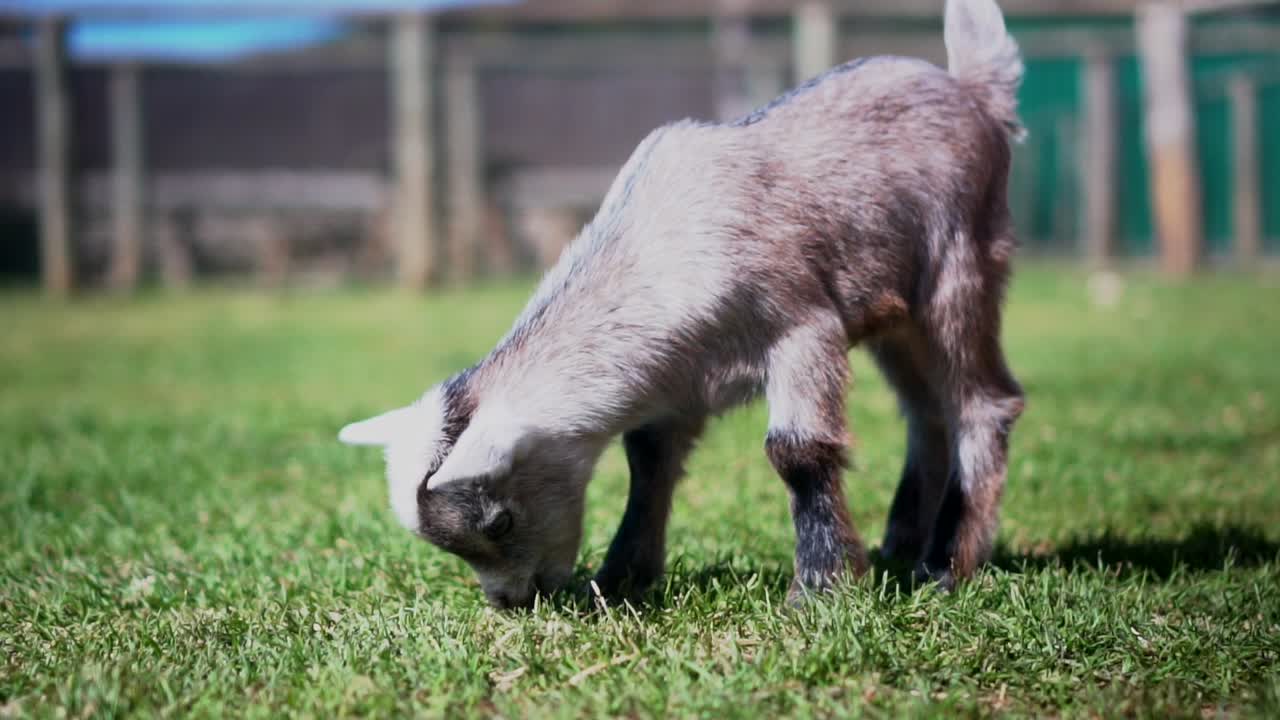 A newly born baby kid happily eats grass