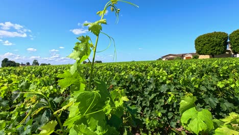 lush vineyard under a clear blue sky