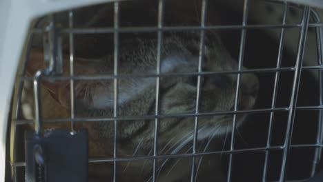 pet carrier with a cat inside looking outside the bars