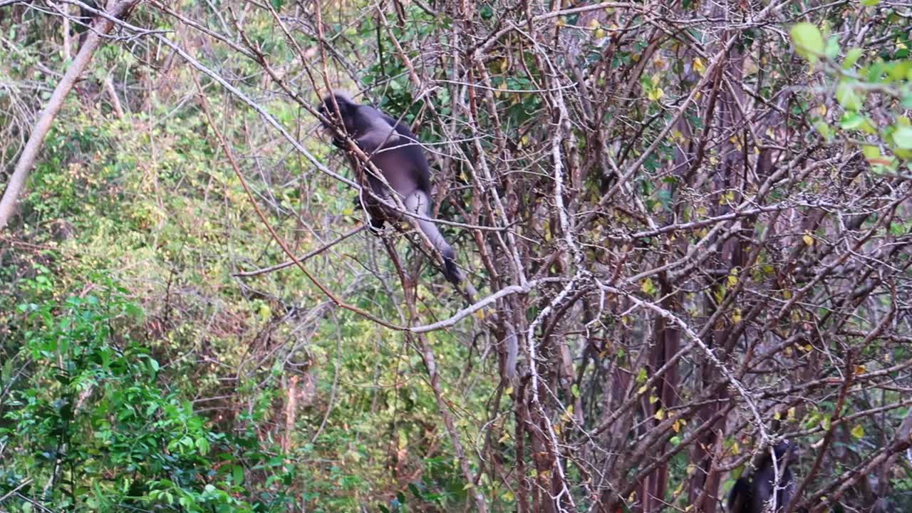 monos de hoja de langur oscuro trepando a través de las ramas del árbol en tailandia