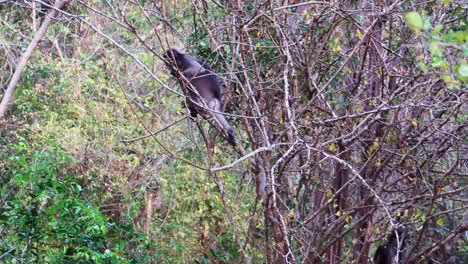 Monos-De-Hoja-De-Langur-Oscuro-Trepando-A-Través-De-Las-Ramas-Del-árbol-En-Tailandia