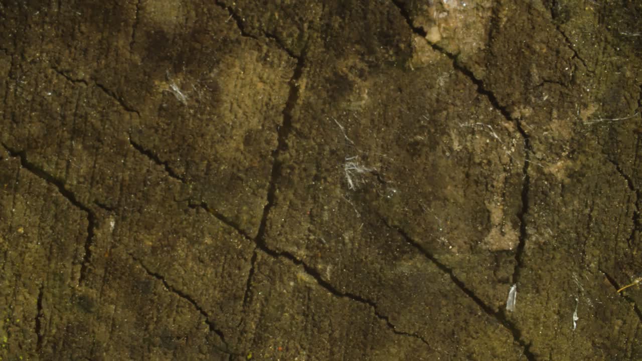 madera vieja agrietada cortada rociando con agua